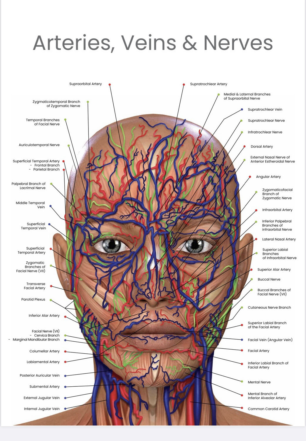 Arteries, Veins, Nerves Poster