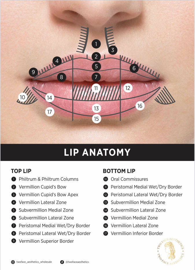 Labiod Lip Anatomy Poster - Laminated – Two Face Aesthetics
