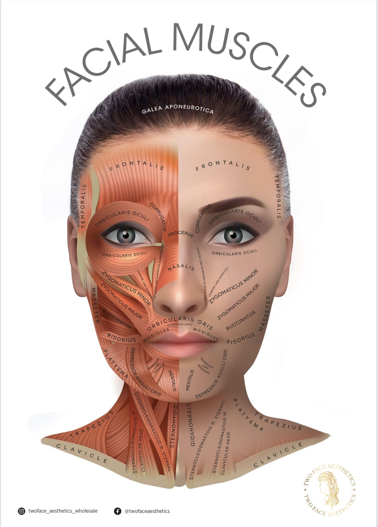 Facial Anatomy Poster - Facial Muscles